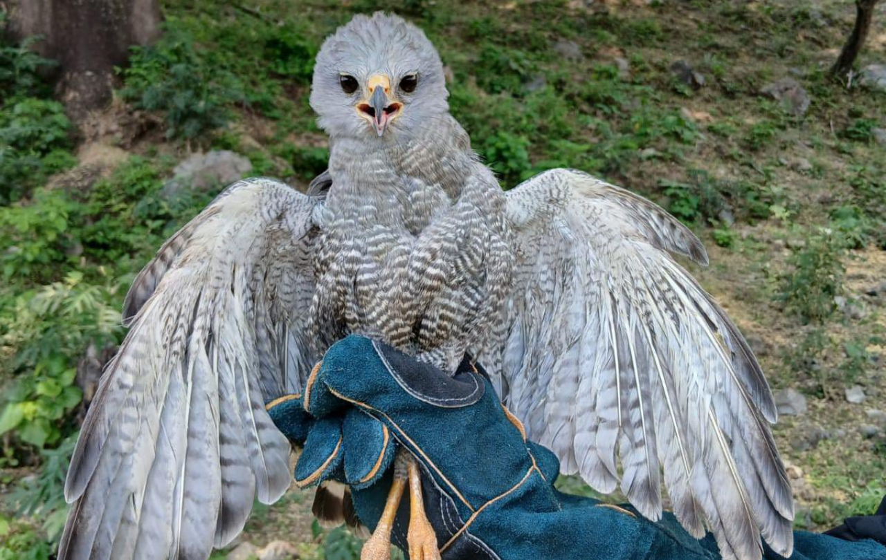 PNC libera a halcón peregrino en el lago de Coatepeque