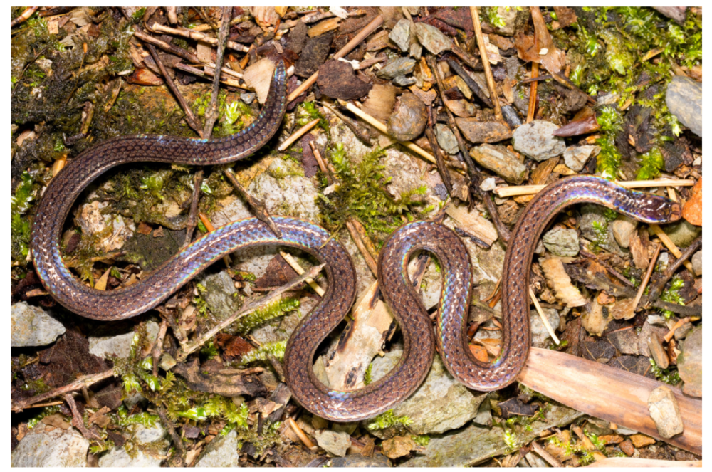 Científicos descubren nueva especie de serpiente en sur de China
