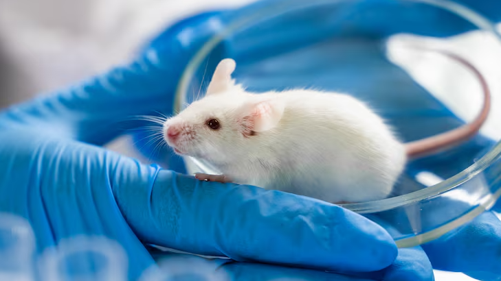 «Hantavirus no es como el covid», afirma médica que trata a un paciente en Países Bajos