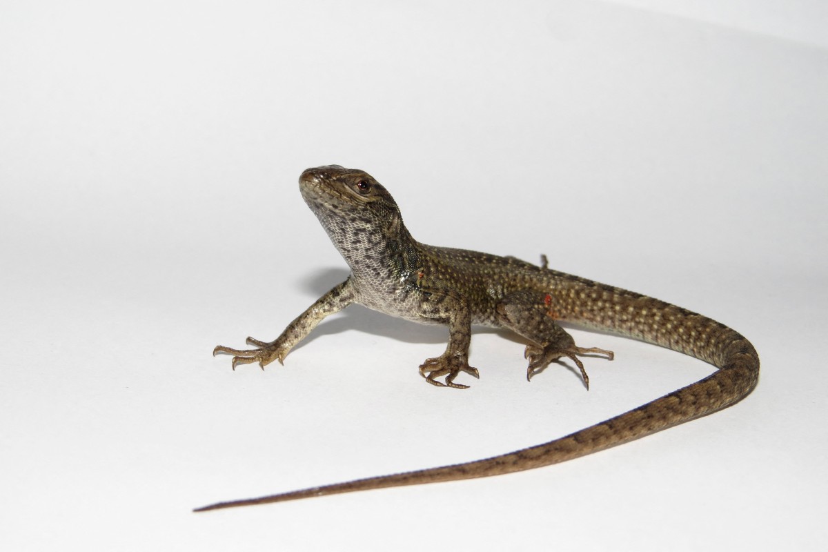Hallan nueva especie de lagartija en los andes de Perú