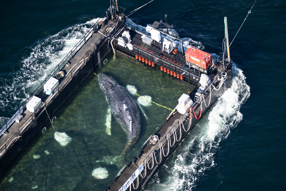 Liberan en el mar del Norte a la ballena varada en Alemania