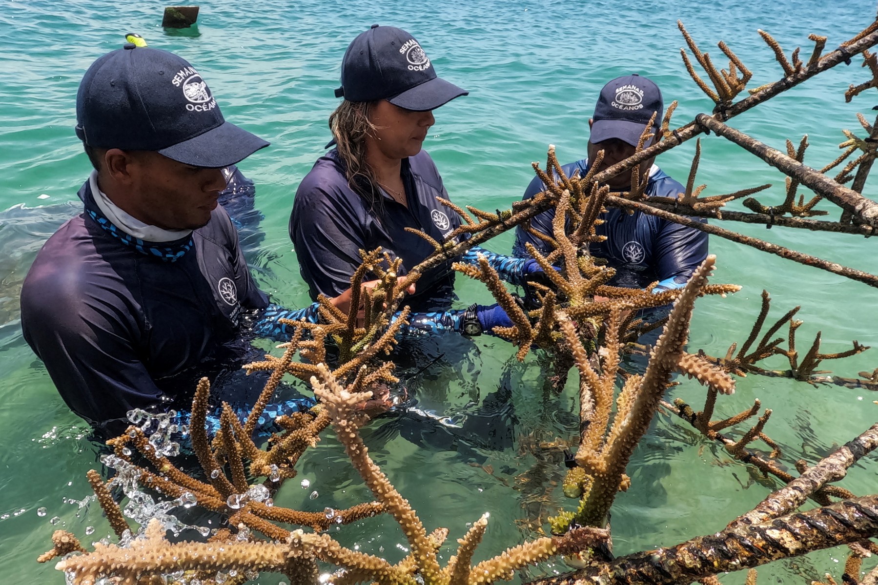 De pescadores a jardineros submarinos: la restauración de corales en Colombia