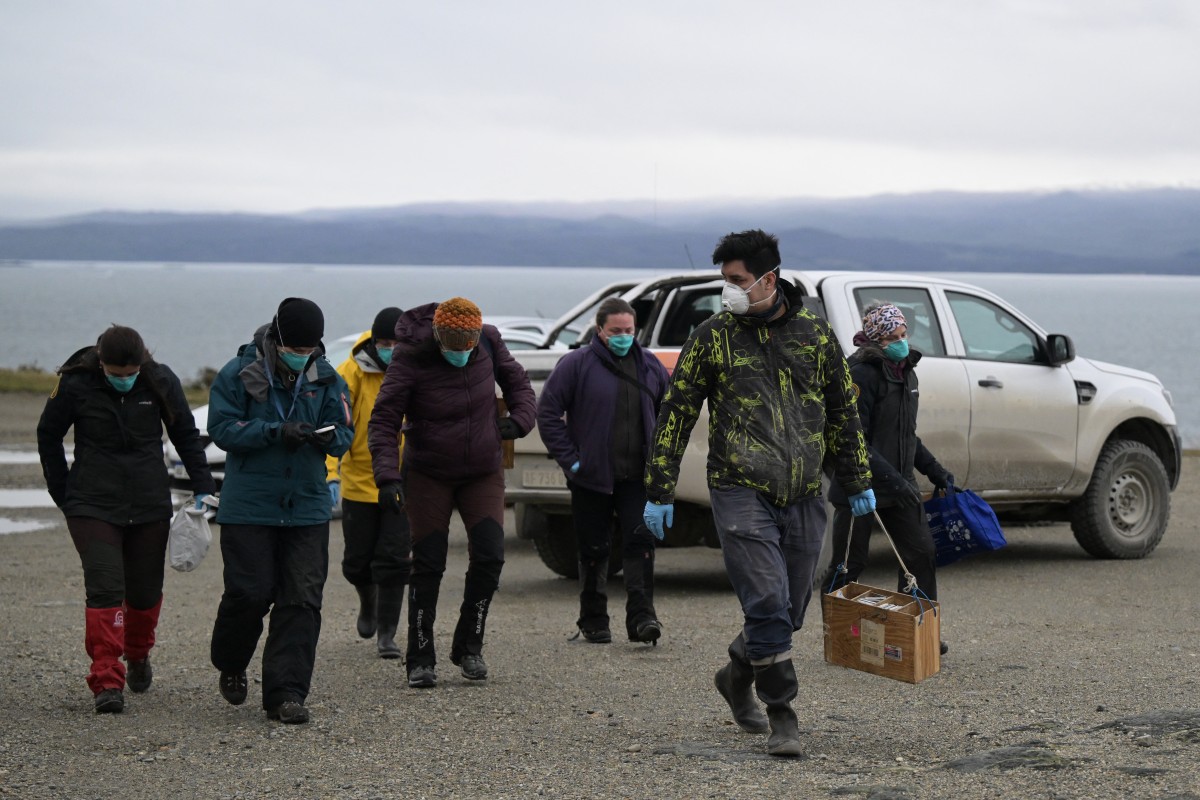 Científicos argentinos recogen roedores en Ushuaia para descartar hantavirus