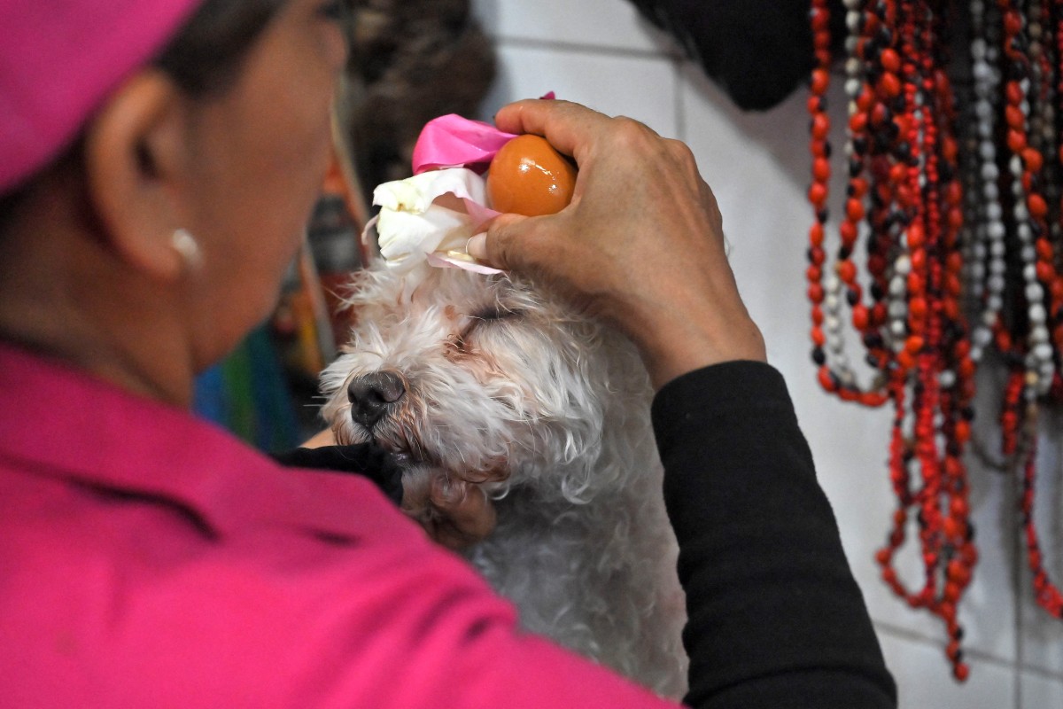 Curanderas limpian las malas energías de las mascotas en un mercado de Ecuador