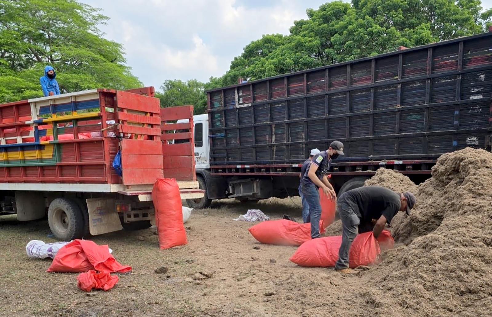 Ministerio de Agricultura y Ganadería  proporciona alimentos a bovinos en la zona oriental