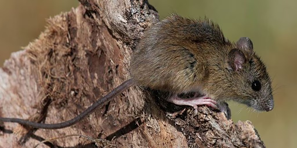 Argentina registra aumento de casos de hantavirus, pero sin brote, dice experto