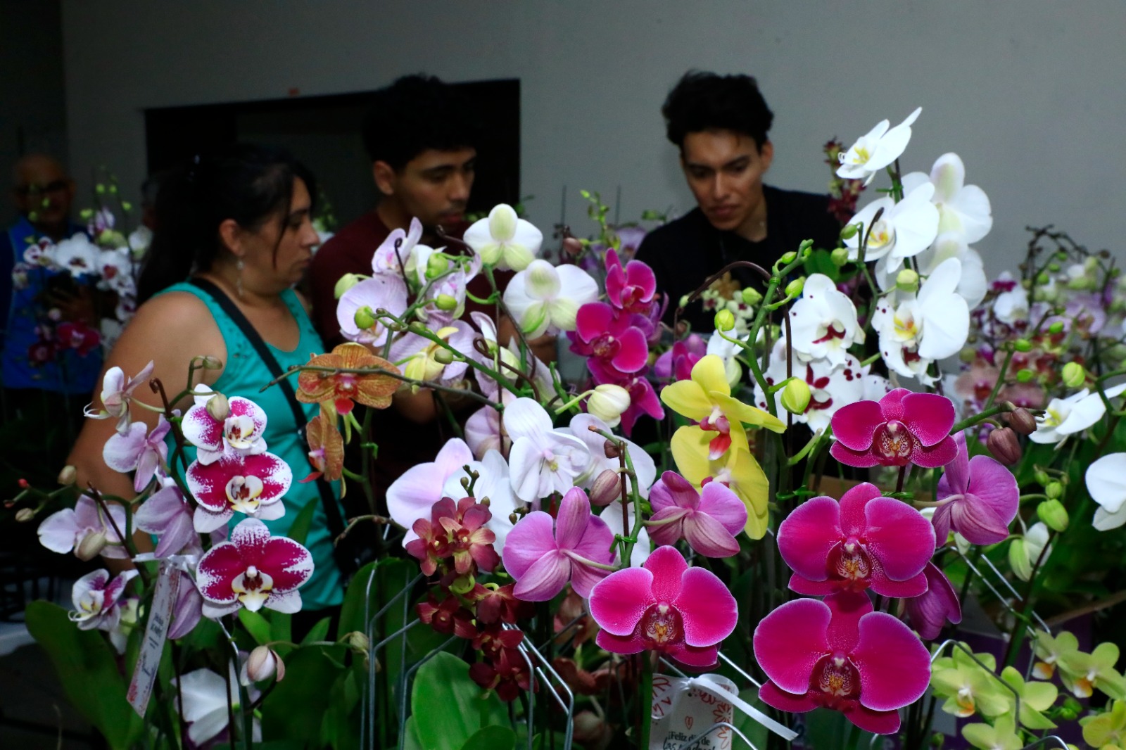 Exhiben la elegancia de las orquídeas
