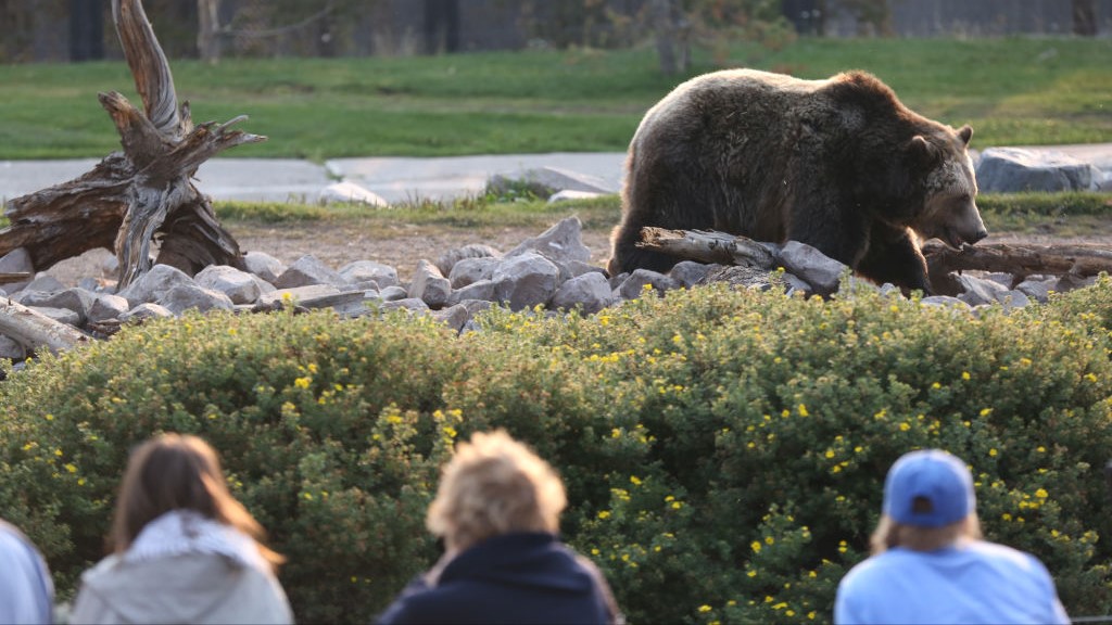 Dos senderistas resultan heridos en ataque de oso en Parque Nacional de Yellowstone, EE.UU.
