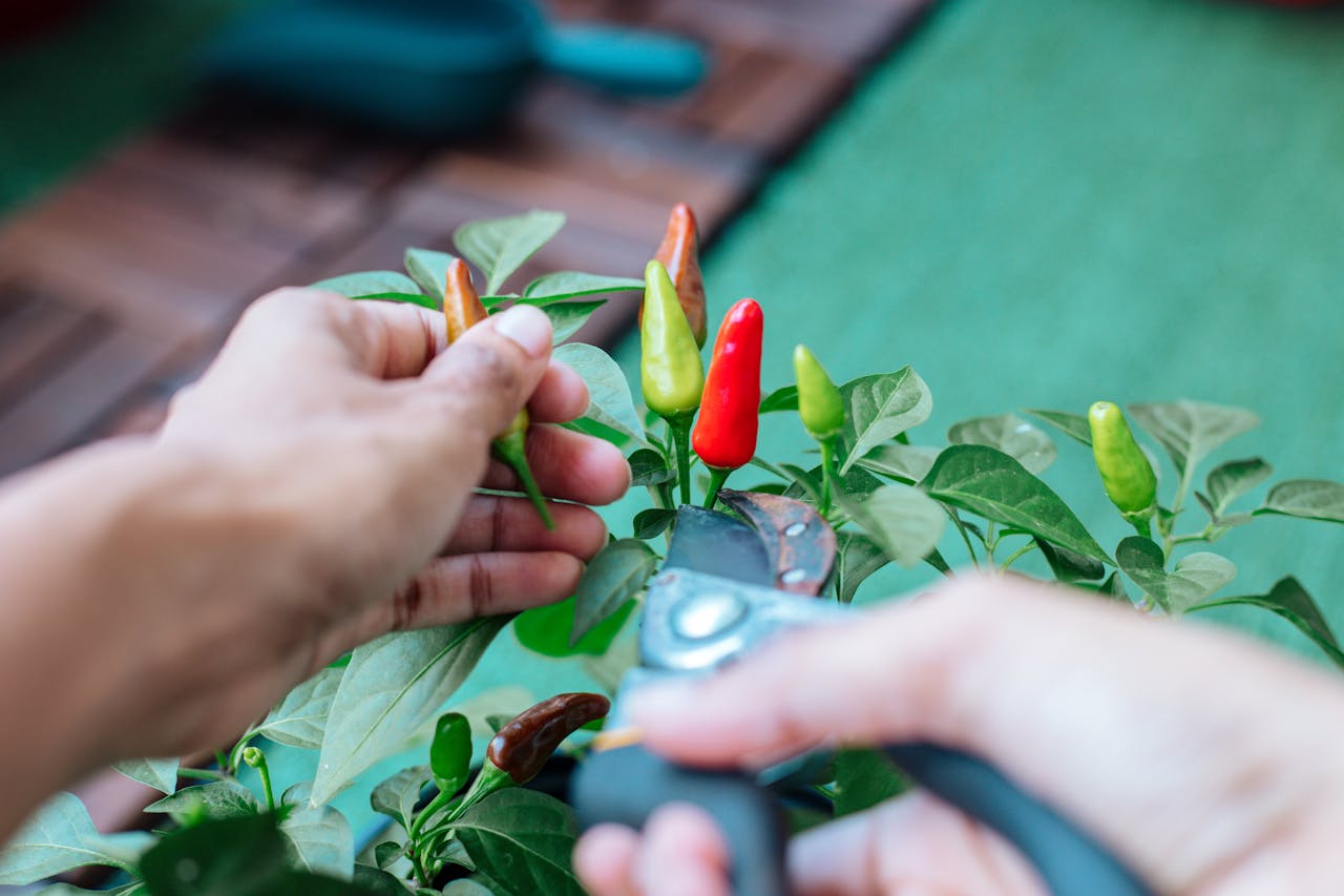 Cómo la jardinería puede mejorar tu salud