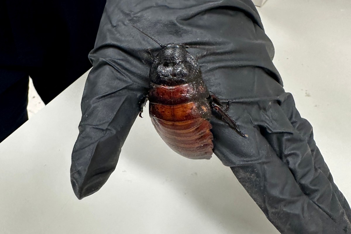 Australia incauta 100,000 cucarachas en redada contra criadero clandestino de insectos