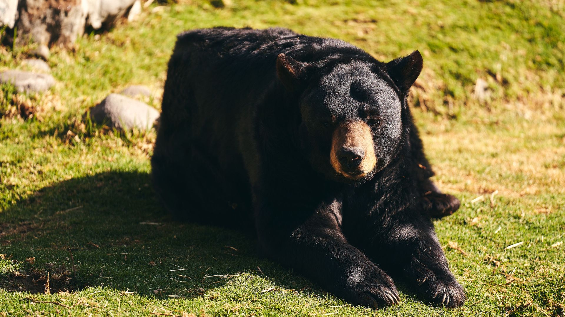 Oso «extremadamente inteligente» sigue a la fuga en Japón tras herir a cuatro personas