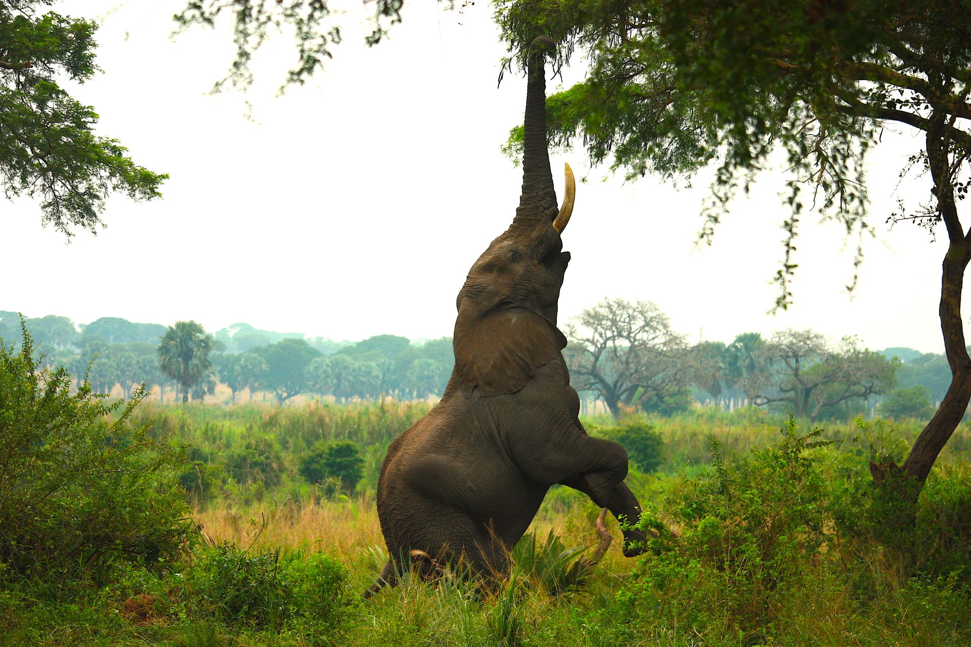 El rescate de un elefante huérfano expone el reto de la conservación en Nigeria