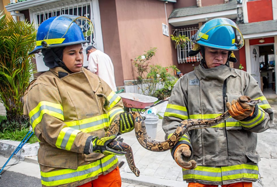 Bomberos ha rescatado y liberado 346 serpientes en este año
