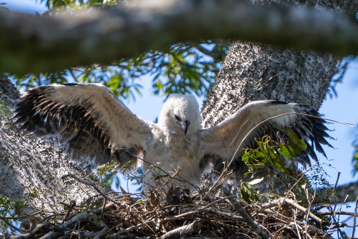 Nace en Bolivia un segundo pichón de águila arpía, especie amenazada — Diario El Salvador